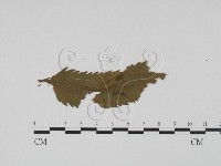 登錄號:F0011772藏品圖，第3張