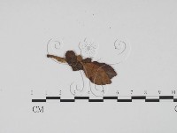 登錄號:F0011773藏品圖，第1張