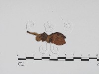 登錄號:F0011773藏品圖，第3張