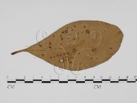 登錄號:F0011776藏品圖，第1張