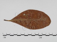 登錄號:F0011776藏品圖，第3張