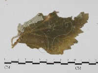 登錄號:F0011778藏品圖，第1張