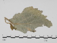 登錄號:F0011778藏品圖，第3張