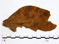 登錄號:F0011779藏品圖，第3張