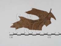 登錄號:F0011780藏品圖，第1張