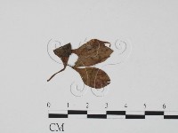登錄號:F0011781藏品圖，第1張