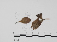 登錄號:F0011781藏品圖，第3張