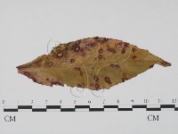 登錄號:F0011782藏品圖，第1張