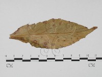 登錄號:F0011782藏品圖，第3張
