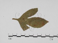 登錄號:F0011783藏品圖，第3張