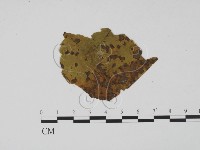 登錄號:F0011784藏品圖，第1張