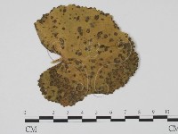 登錄號:F0011785藏品圖，第1張