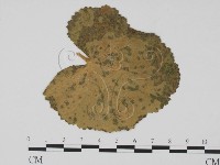 登錄號:F0011785藏品圖，第3張