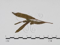 登錄號:F0011786藏品圖，第1張