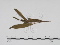 登錄號:F0011786藏品圖，第3張