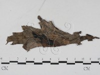 登錄號:F0011789藏品圖，第1張