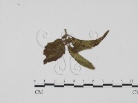 登錄號:F0011790藏品圖，第1張
