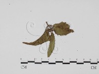 登錄號:F0011790藏品圖，第3張