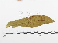 登錄號:F0011791藏品圖，第1張