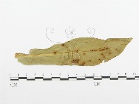 登錄號:F0011791藏品圖，第4張
