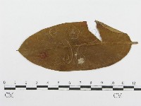 登錄號:F0011792藏品圖，第1張