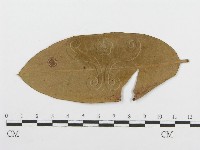登錄號:F0011792藏品圖，第4張