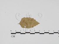 登錄號:F0011795藏品圖，第1張