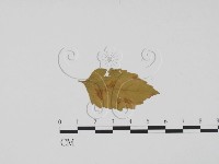 登錄號:F0011795藏品圖，第3張