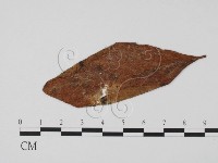 登錄號:F0011798藏品圖，第3張