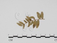 登錄號:F0011801藏品圖，第3張