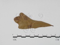 登錄號:F0011802藏品圖，第1張