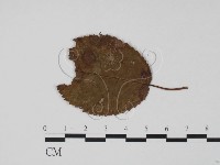 登錄號:F0011803藏品圖，第1張