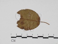 登錄號:F0011803藏品圖，第3張