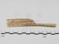 登錄號:F0011804藏品圖，第1張