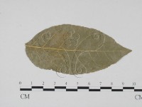登錄號:F0011806藏品圖，第3張