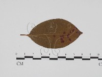 登錄號:F0011807藏品圖，第1張