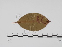 登錄號:F0011807藏品圖，第3張