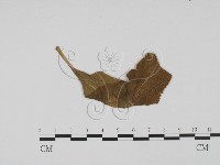 登錄號:F0011811藏品圖，第3張
