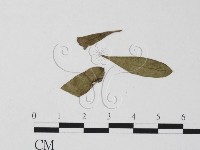 登錄號:F0011812藏品圖，第4張