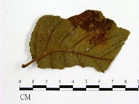登錄號:F0011814藏品圖，第1張