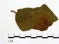 登錄號:F0011814藏品圖，第3張