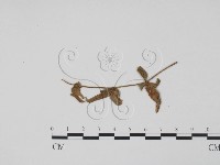 登錄號:F0011815藏品圖，第1張