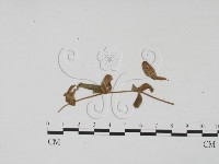 登錄號:F0011815藏品圖，第3張
