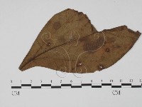 登錄號:F0011816藏品圖，第1張