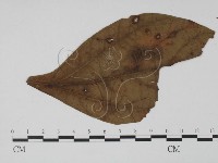 登錄號:F0011816藏品圖，第3張