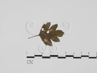 登錄號:F0011819藏品圖，第1張