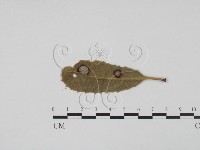 登錄號:F0011820藏品圖，第1張