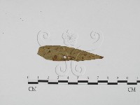 登錄號:F0011821藏品圖，第3張