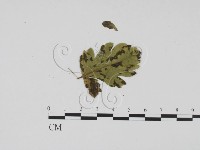 登錄號:F0011823藏品圖，第3張