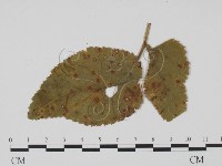 登錄號:F0011824藏品圖，第1張